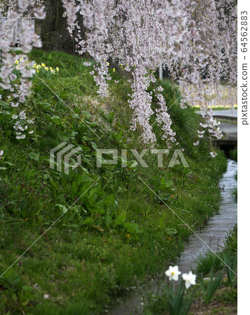 自然景觀植物照片日本岩手縣平泉的世界遺產景觀 64562883