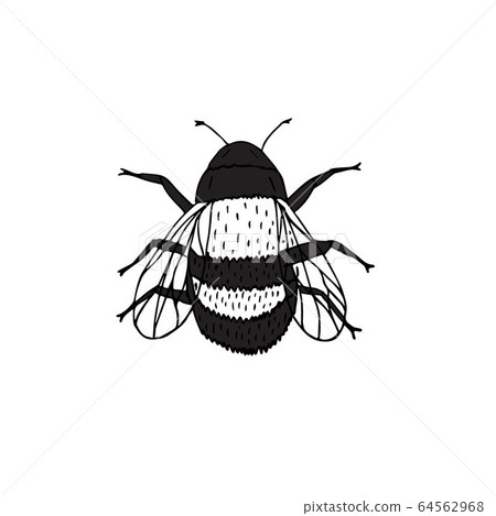 Vector hand drawn doodle sketch bumblebee bee 64562968