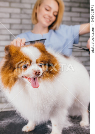 Female pet groomer haircut spitz on the table, grooming Female pet groomer haircut spitz on the table, grooming 64562972