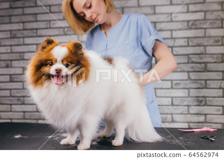 calm spitz at grooming procedure calm spitz at grooming procedure 64562974