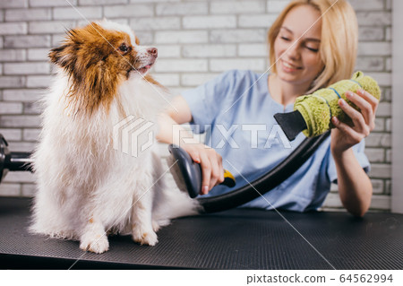 cute pet spitz on the procedure of hair cutting, grooming 64562994