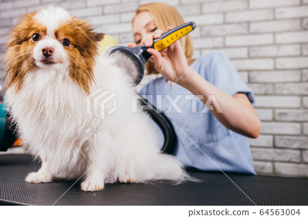 professional groomer handle with pet spitz in salon 64563004