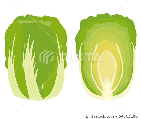 Chinese cabbage vegetable vector Chinese cabbage vegetable vector 64563180
