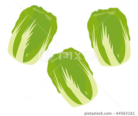 Chinese cabbage vegetable vector Chinese cabbage vegetable vector 64563181