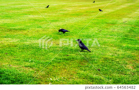 Close up view on black ravens, wild birds in urban Close up view on black ravens, wild birds in urban 64563482