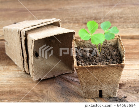 Young seedling of Angelica sinensis, Dang gui, in Young seedling of Angelica sinensis, Dang gui, in 64563684
