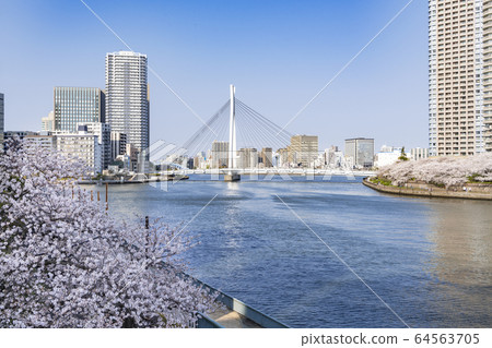 東京櫻花盛開的春田S田川河階地 東京櫻花盛開的春田S田川河階地 64563705