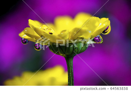 鮮花和露水 64563838