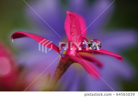 鮮花和露水 64563839