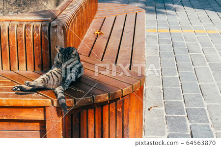 Sleeping cat leaning on wooden bench 64563870