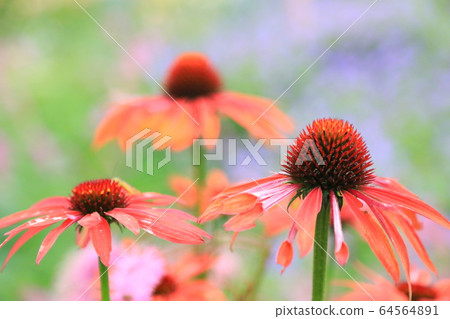 Miwa flowers Miwa flowers 64564891