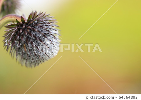 After the flowers After the flowers 64564892