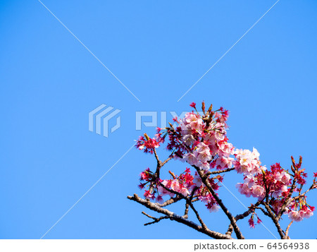 The early morning cherry blossoms of Pokoen in Chiba in early bloom with the blue sky in the background 64564938