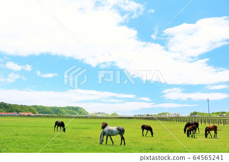 北海道夏季藍天和純種馬 北海道夏季藍天和純種馬 64565241