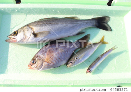 魚海釣魚 魚海釣魚 64565271