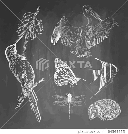 Set of animals on chalkboard background. Colibri, pelican, butterfly, fish, hedgehog, dragonfly sketches. illustration isolated on blackboard imitation. Collection for school and printing. Set of animals on chalkboard background. Colibri, pelican, butterfly, fish, hedgehog, dragonfly sketches. illustration isolated on blackboard imitation. Collection for school and printing. 64565355