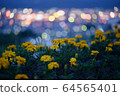 Marigold and night view 64565401