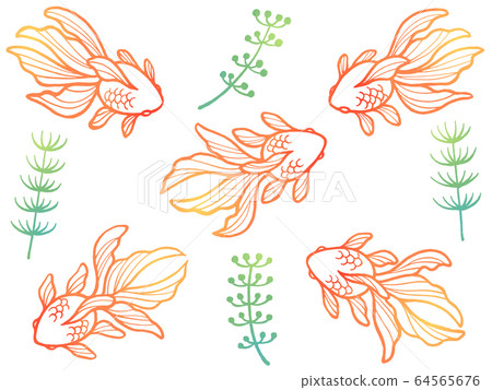 Goldfish and waterweed line drawing illustration set (gradient) 64565676