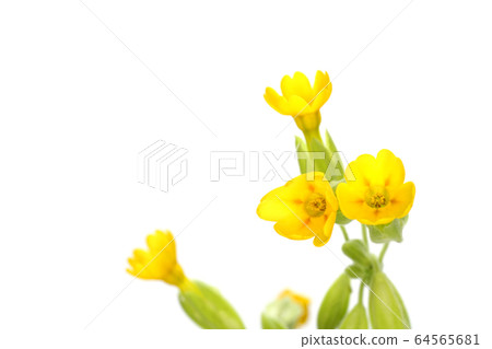 Cow slip Cow slip 64565681