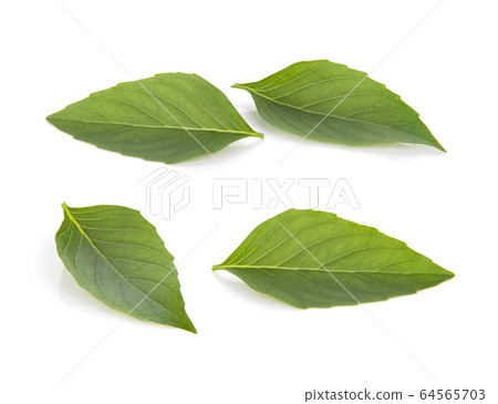 fresh basil leaves isolated on white background 64565703