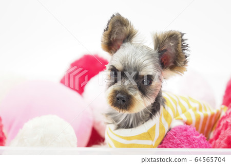 心墊和約克夏犬 64565704