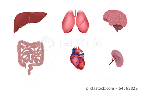 Set of human organs.  64565829