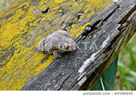 An earthen toad sits on an old earth. An earthen toad sits on an old earth. 64566640