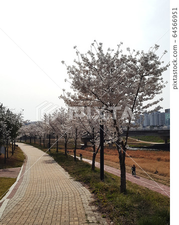 彎曲的櫻花路 彎曲的櫻花路 64566951