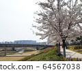 櫻花景觀 64567038