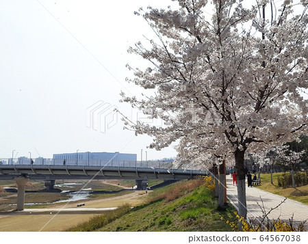 櫻花景觀 64567038