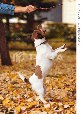 Walk the dog Walk the dog 64567495