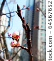 櫻花盛開之前 64567652