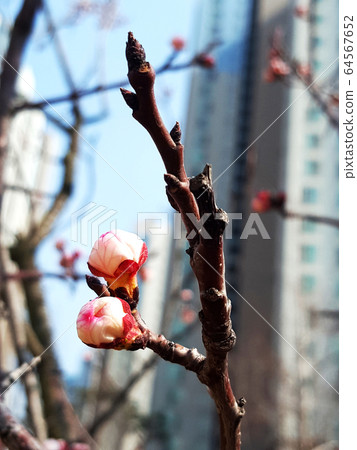 櫻花盛開之前 櫻花盛開之前 64567652