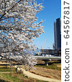櫻花 64567817