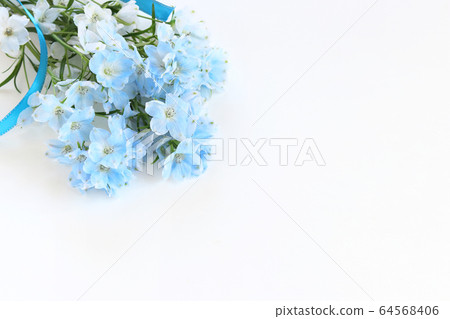 Delphinium Delphinium 64568406