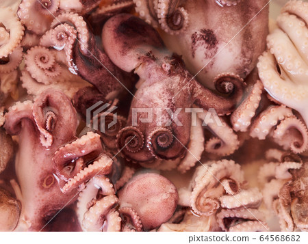 baby octopus texture closeup 64568682