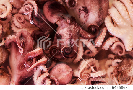 baby octopus texture closeup baby octopus texture closeup 64568683