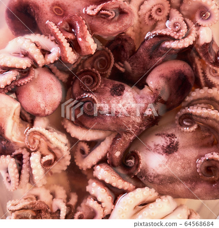 baby octopus texture closeup 64568684