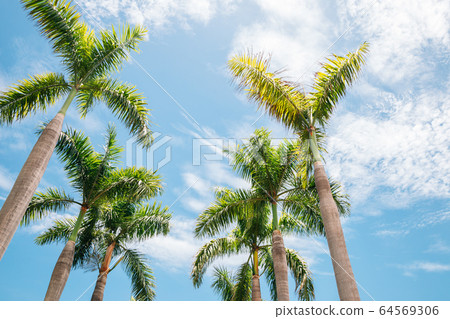 Palm trees at Central Park in Kaohsiung, Taiwan 64569306