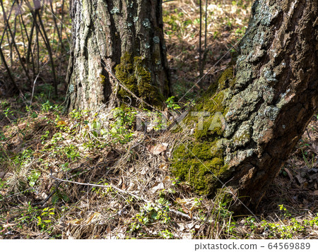 Green moss and grey lichen on the bark trunk of a birch. Two foots of the trees in the forest in spring, selective focus Green moss and grey lichen on the bark trunk of a birch. Two foots of the trees in the forest in spring, selective focus 64569889