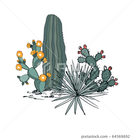 Decorative composition composed of groups of cacti, prickly pear, and yucca. Vector illustration isolated on white background. 64569892