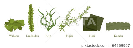 Cartoon seaweed set vector graphic illustration. Collection of natural algae marine plant 64569967