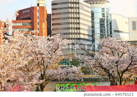 cherry blossom scenery 64570121