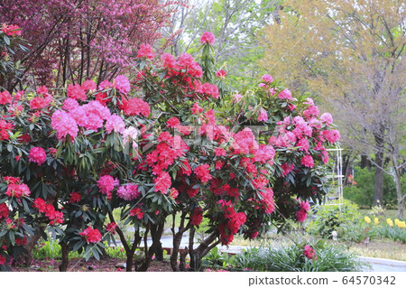 杜鵑花 杜鵑花 64570342