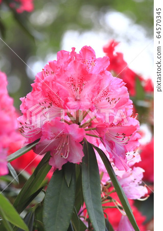 杜鵑花 64570345