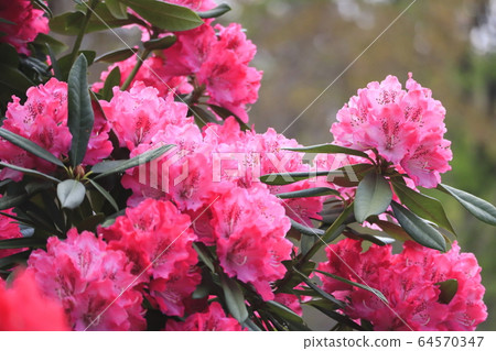 杜鵑花 64570347