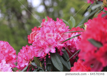 杜鵑花 杜鵑花 64570348