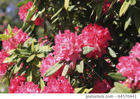 明亮的杜鵑花 明亮的杜鵑花 64570441