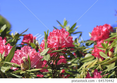 明亮的杜鵑花 64570442