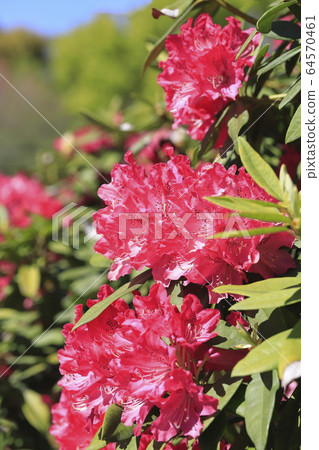 明亮的杜鵑花 明亮的杜鵑花 64570461